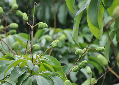 昆明荔枝市场批发,优质荔枝厂家批发-湛江市杰升贸易提供昆明荔枝市场批发,优质荔枝厂家批发的相关介绍、产品、服务、图片、价格湛江市杰升贸易、销售(含网上销售):食品、水果、农产品、日用品、花卉;货物、